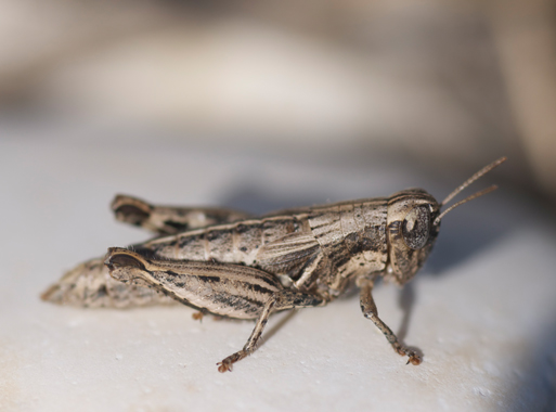 Pezotettix sp.
